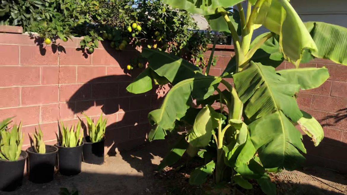 Southern California Backyard Garden Tour