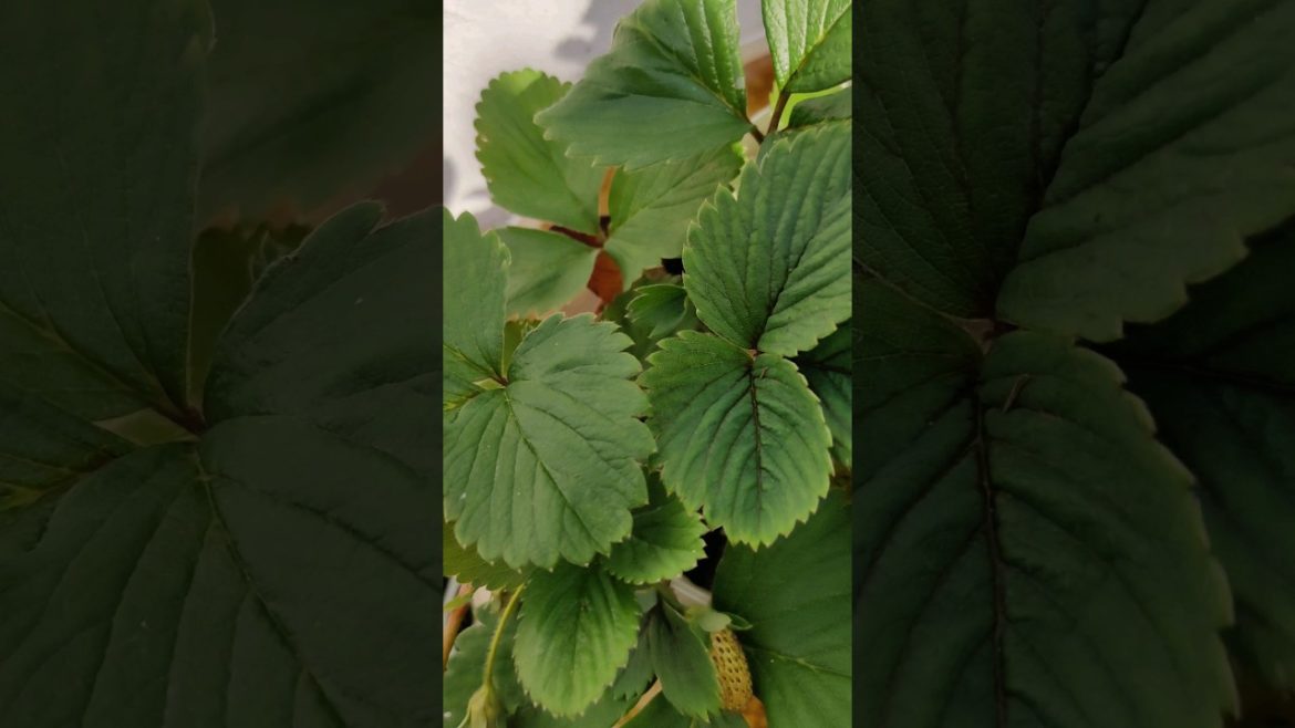 How To Grow Strawberries With One Bush ! π₯°πβ€οΈβ€οΈ…#Tips#gardening #strawberry#bush#farm #fruit#grow How To Grow Strawberries With One Bush ! π₯°πβ€οΈβ€οΈ...#Tips#gardening #strawberry#bush#farm #fruit#grow