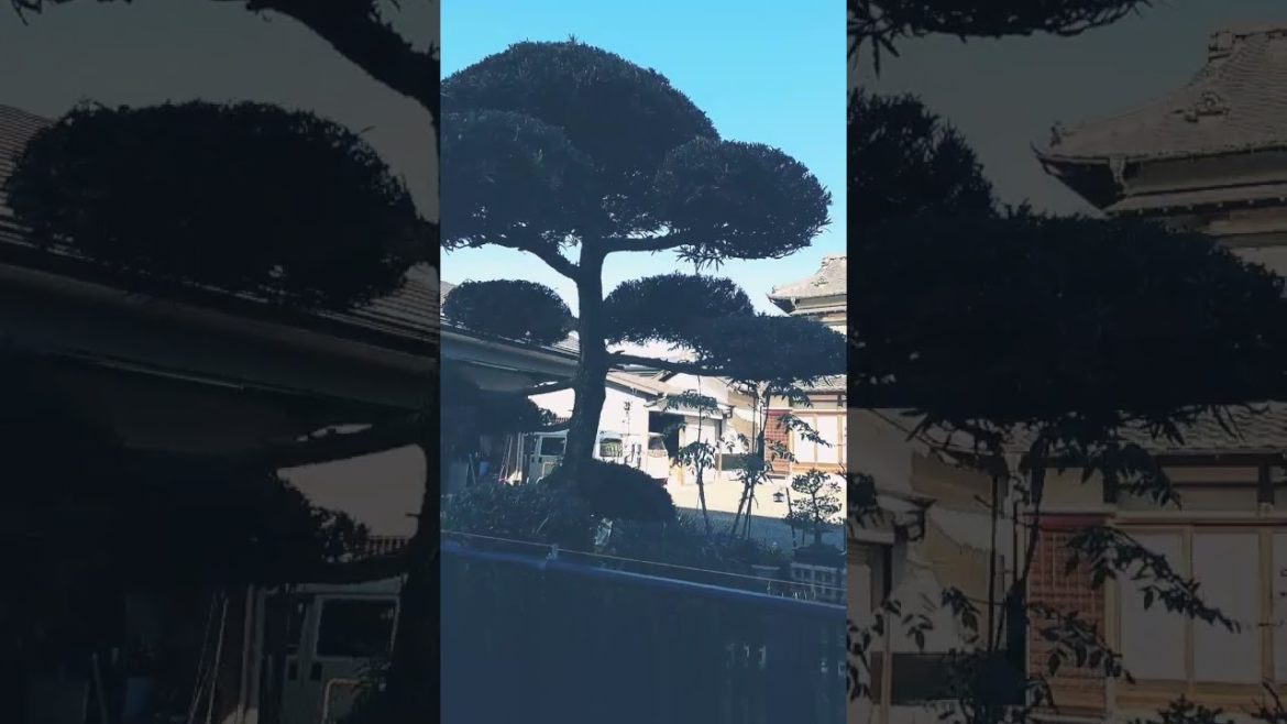 Japanese garden Japanese garden