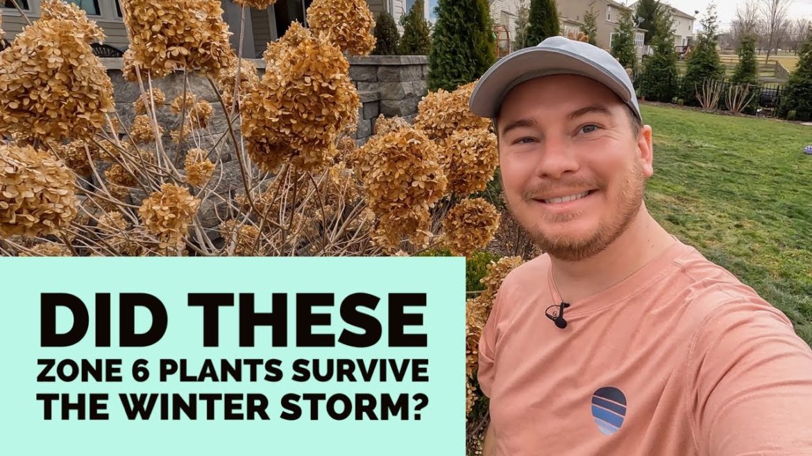 Mini Winter Garden Tour (Checking on the Zone 6 Hardy Plants)