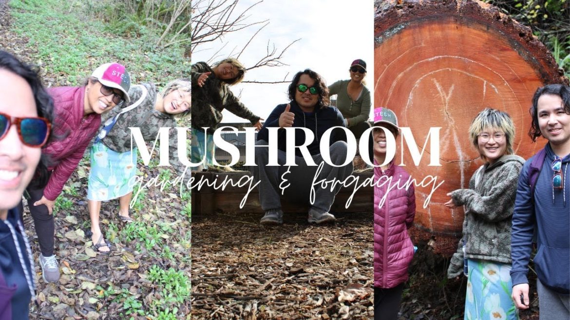 Planting Wine Cap/Oyster Mushroom Spawn & Foraging Short Stemmed Russula, Blewits, Man on Horseback