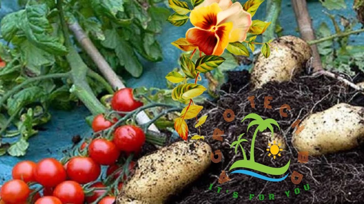 Grew potetoes and Tomatoes On the same plant Pruning eggplant /Brinjal Grafting tomato