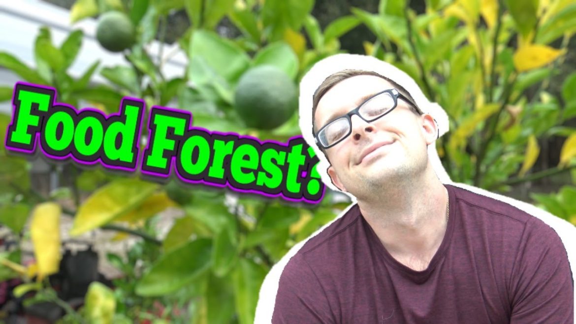 Dreaming of a Florida Food Forest | Homesteading | Prepping Dreaming of a Florida Food Forest | Homesteading | Prepping