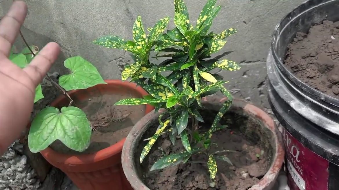 Kitchen Gardening Overview | Beginning Vegetable Gardening August-2016 (Urdu/hindi)