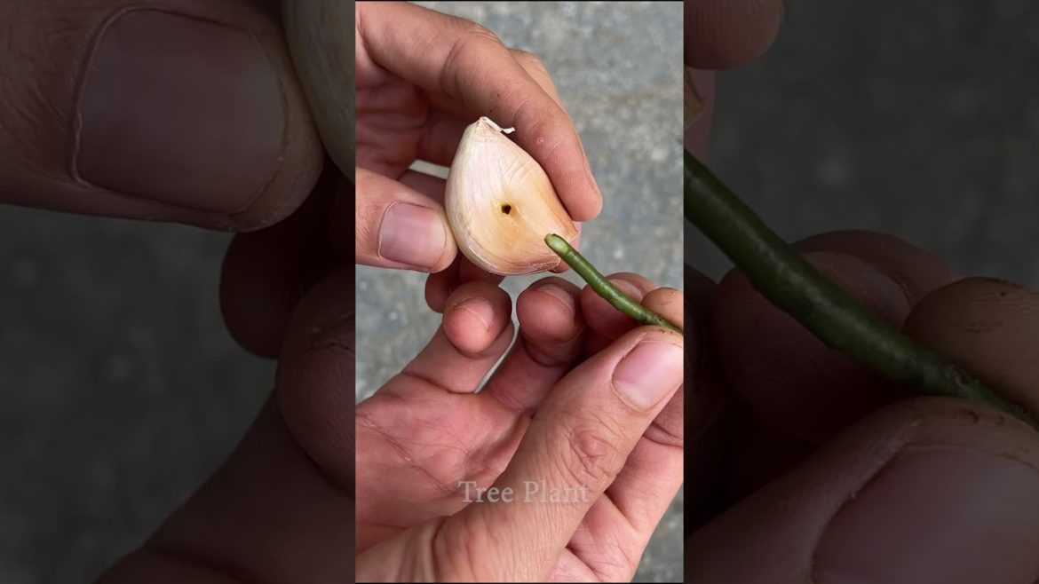 Tips for cutting roses with garlic