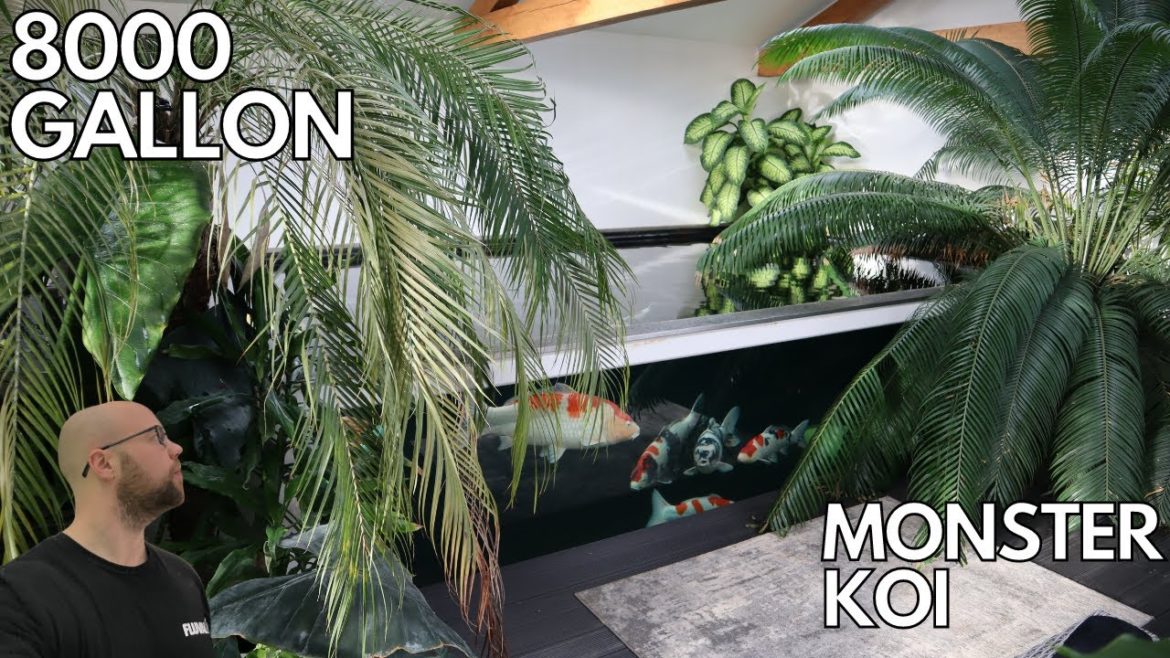 I VISIT ANDYS 8000 GALLON INSANE INDOOR KOI POND MUST SEE I VISIT ANDYS 8000 GALLON INSANE INDOOR KOI POND MUST SEE