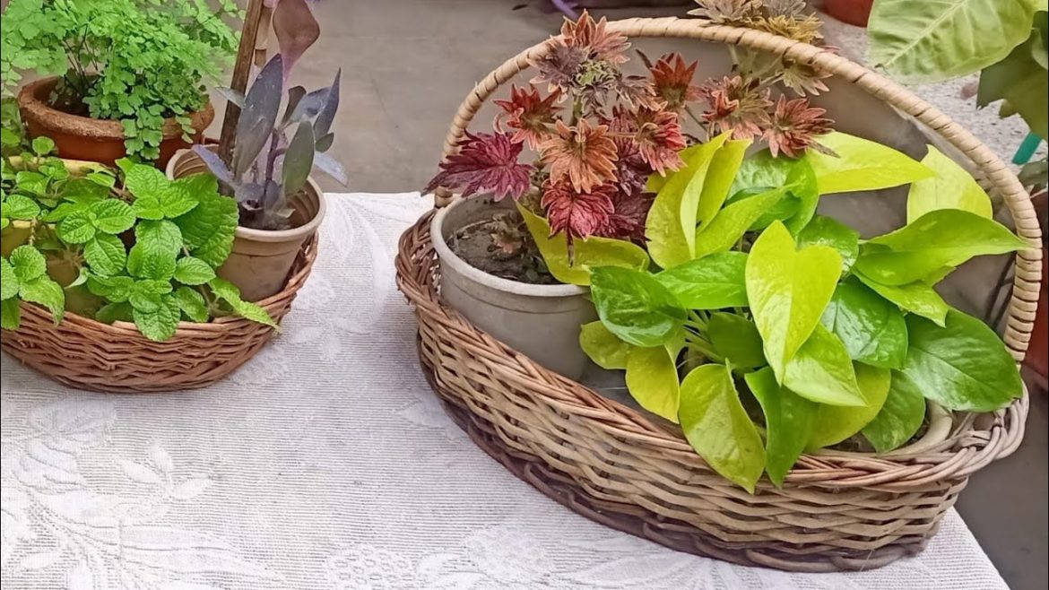 Used Fruit Baskets for Indoor Plants Decoration using Small Pots