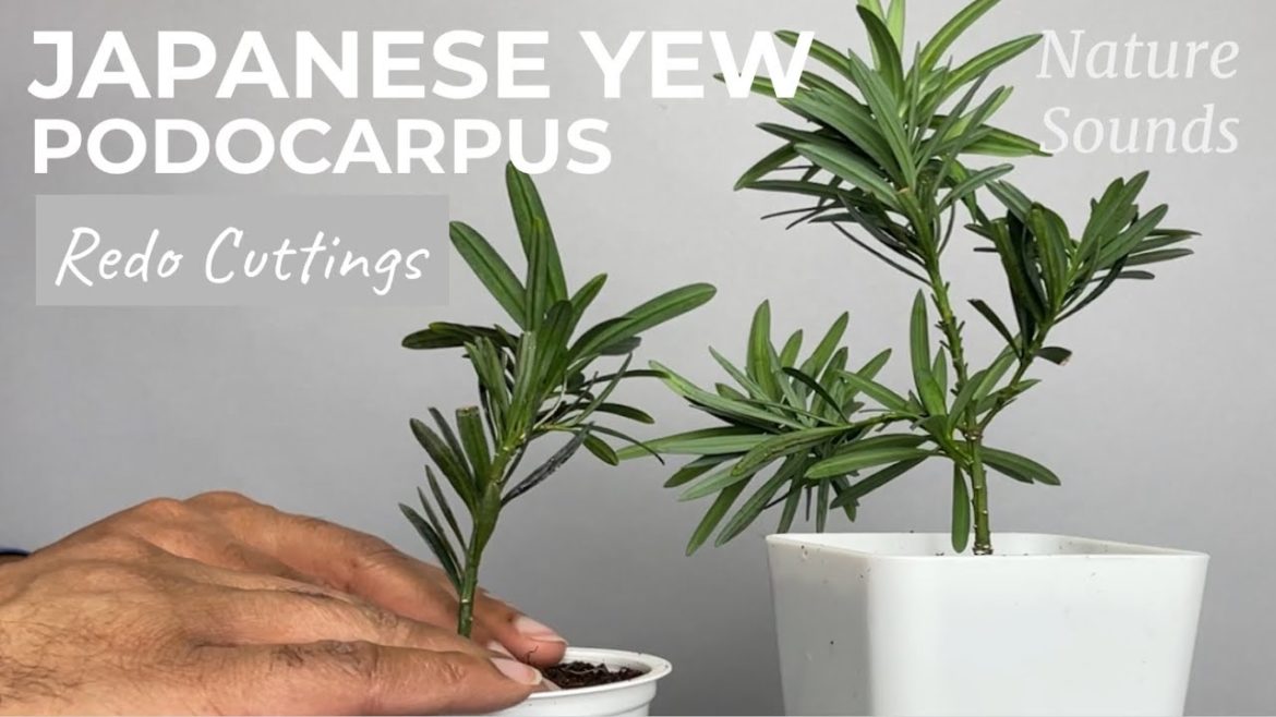 Japanese Yew, Podocarpus macrophyllus, Redo Potted Cuttings, Jan2023 Japanese Yew, Podocarpus macrophyllus, Redo Potted Cuttings, Jan2023