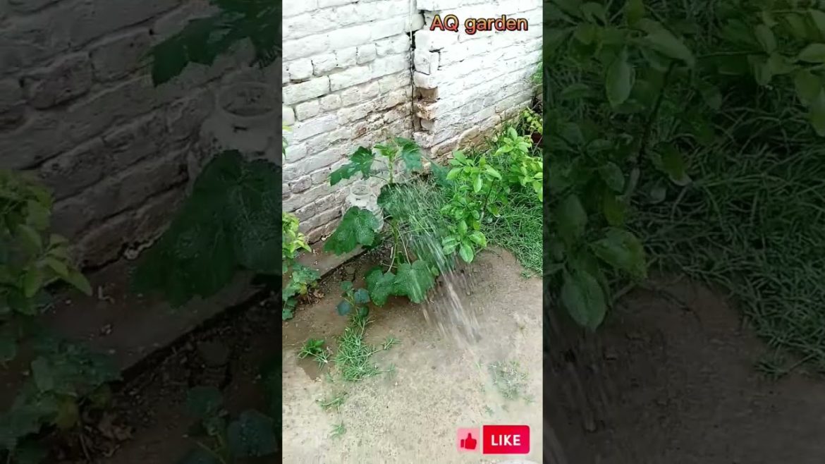 Water Time #gardening #shorts #ytshorts #youtubeshorts #garden