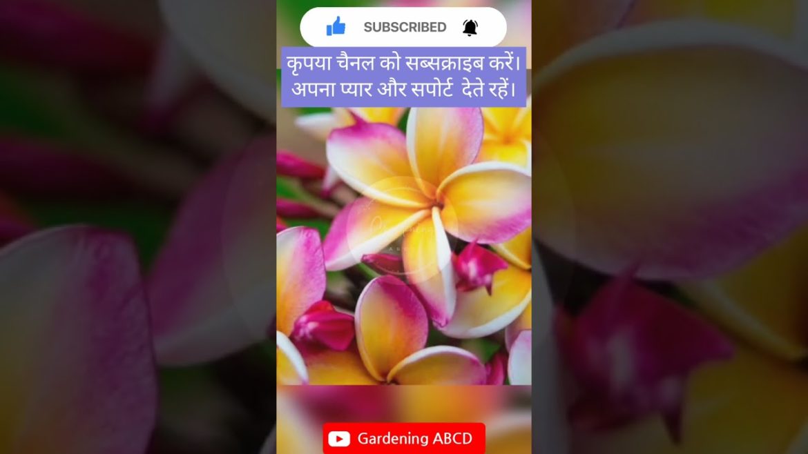 Gardening winter care tips, #tulsi#basil#gardening#organicgardening#shorts#short#viral#trending