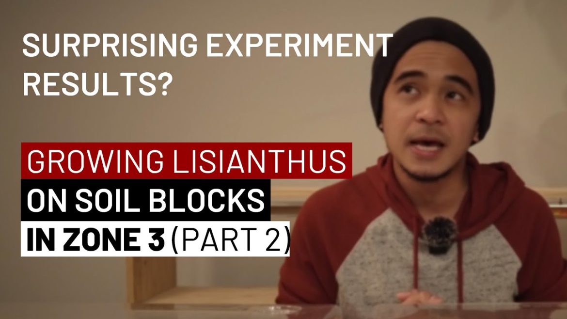 Growing Lisianthus From Seed on Soil Blocks in Zone 3 (Part 2) – Experiment Results Are Surprising! Growing Lisianthus From Seed on Soil Blocks in Zone 3 (Part 2) - Experiment Results Are Surprising!