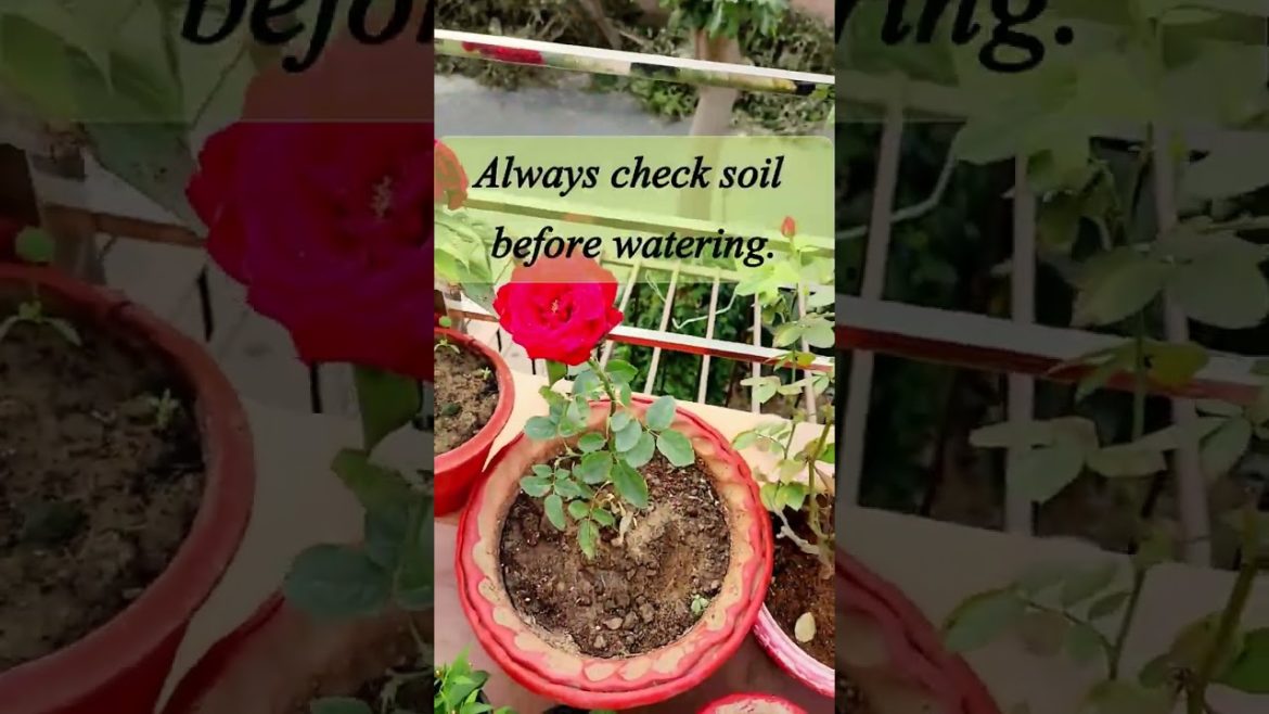 Rose Plant Care Tip   gardening  #shorts  #rose