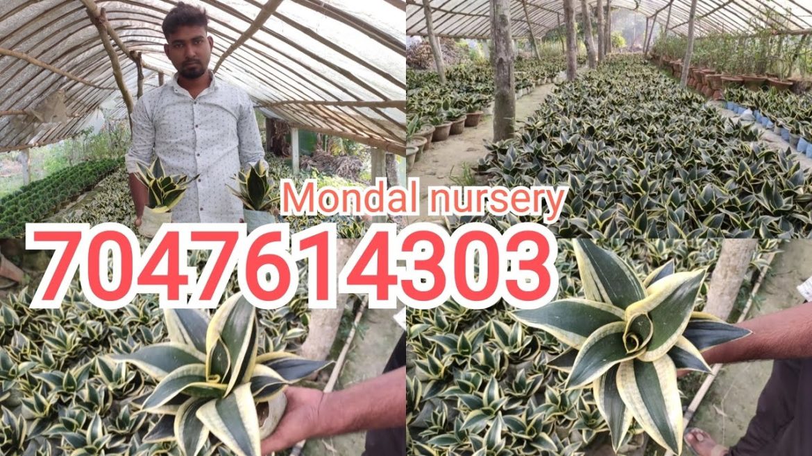 All type of indoor plant available, snake plant available on cheapest price.all india plant supply.. All type of indoor plant available, snake plant available on cheapest price.all india plant supply..