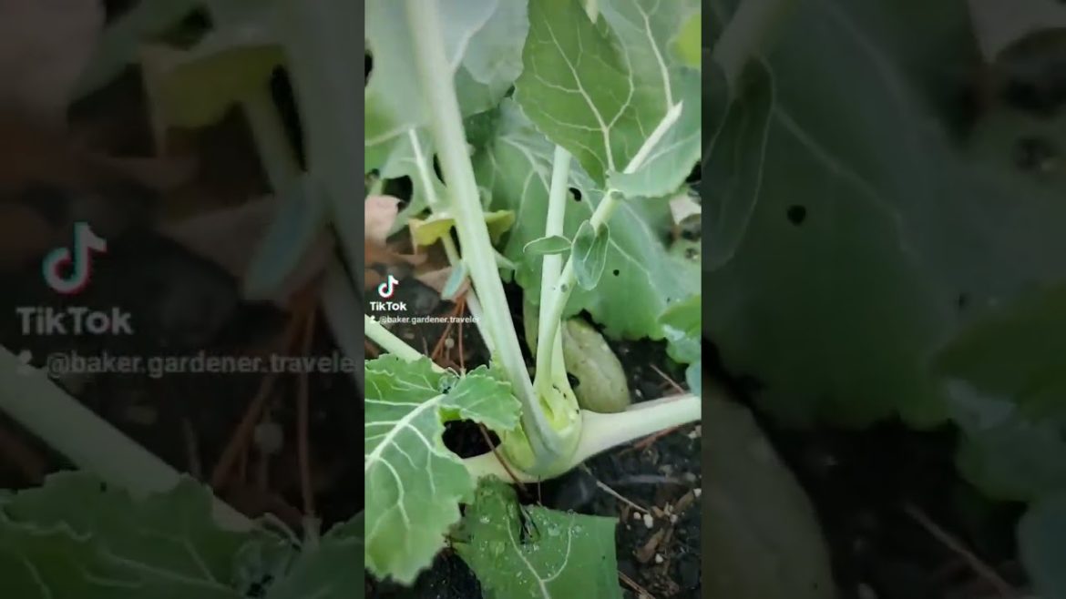 How to start and protect your #garden #gardentips