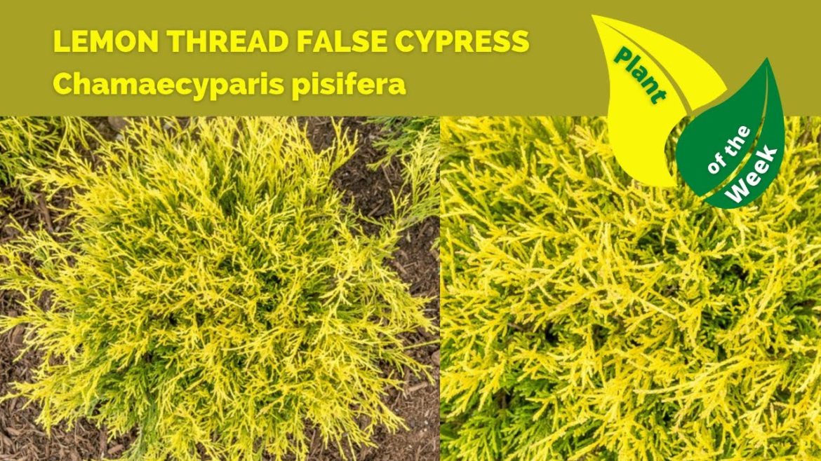 LEMON THREAD FALSE CYPRESS | Chamaecyparis pisifera LEMON THREAD FALSE CYPRESS | Chamaecyparis pisifera
