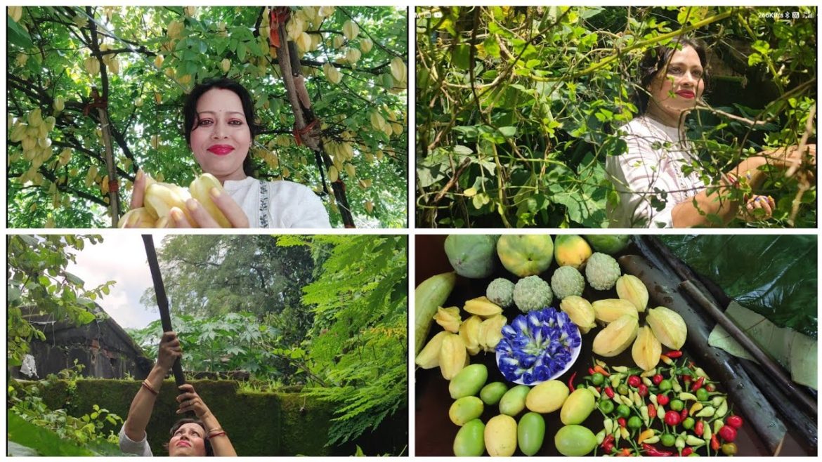 My Beautiful Green Backyard Garden Over View | Lots  Of Harvesting Fruits & Vegetables