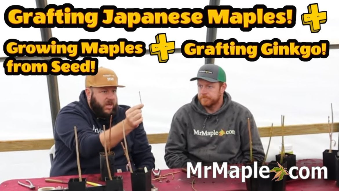 How to graft Japanese Maples & Ginkgo + Growing Maples from Seed!