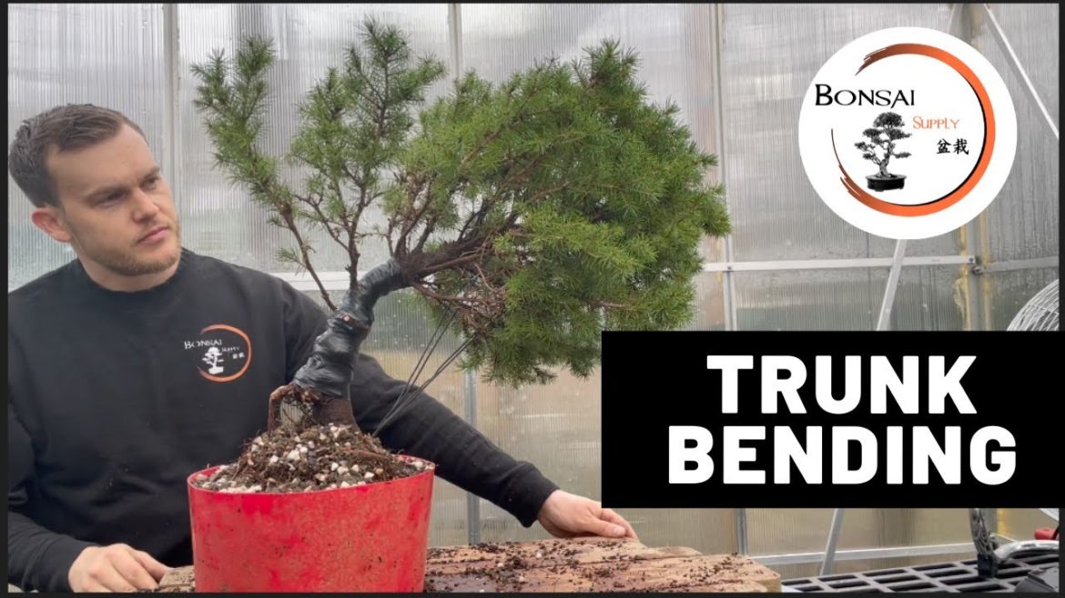 Trunk bending Bonsai Technique | The Bonsai Supply