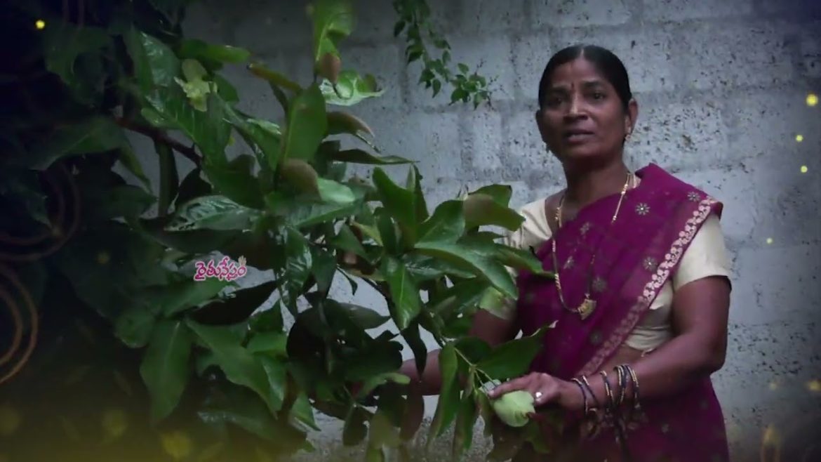 కుమారిడి జ్ఞాపకార్థంగా - ఇంటిపై మిద్దెతోట ||  శ్రీమతి  రేణుక