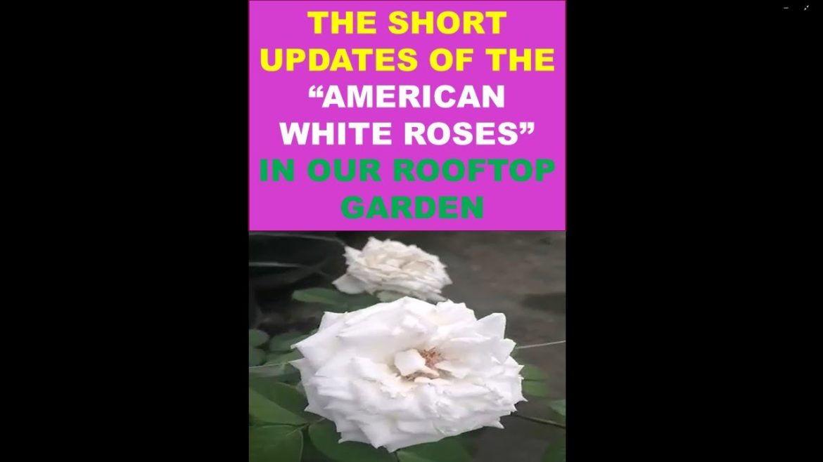 #Shorts | The Short Updates of the American White Roses In Our Rooftop Container Garden #Shorts | The Short Updates of the American White Roses In Our Rooftop Container Garden