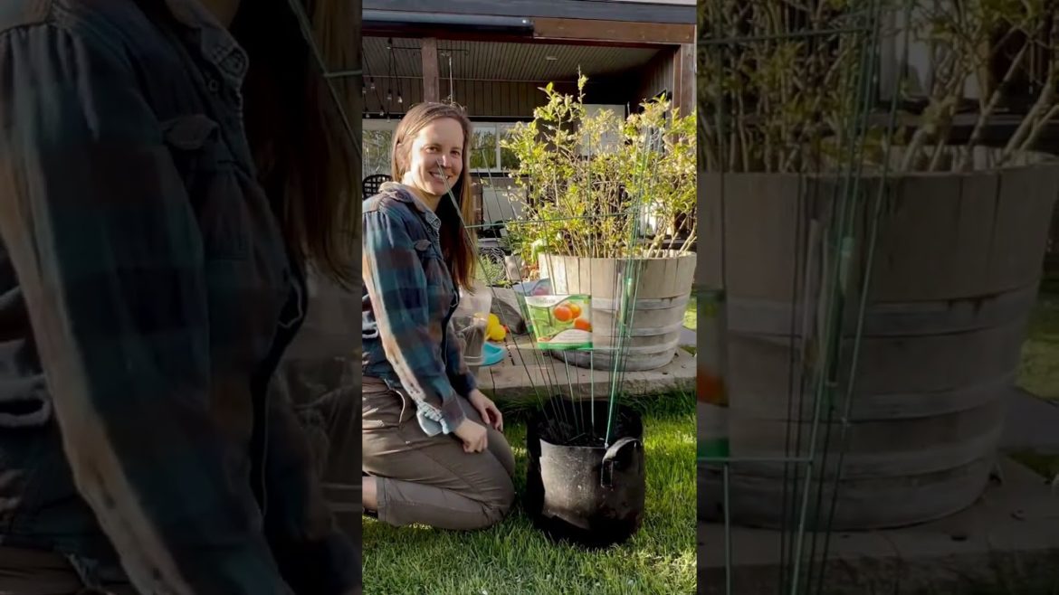 7 Garden Trellis Ideas for Your Climbing Plants