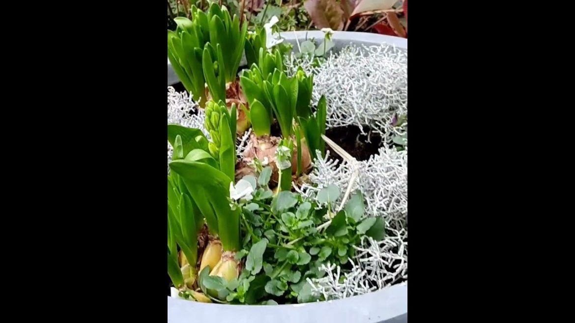 My Specials,@Orientalbackyardgarden #garden#englishgarden#gardeningmakesmehappy