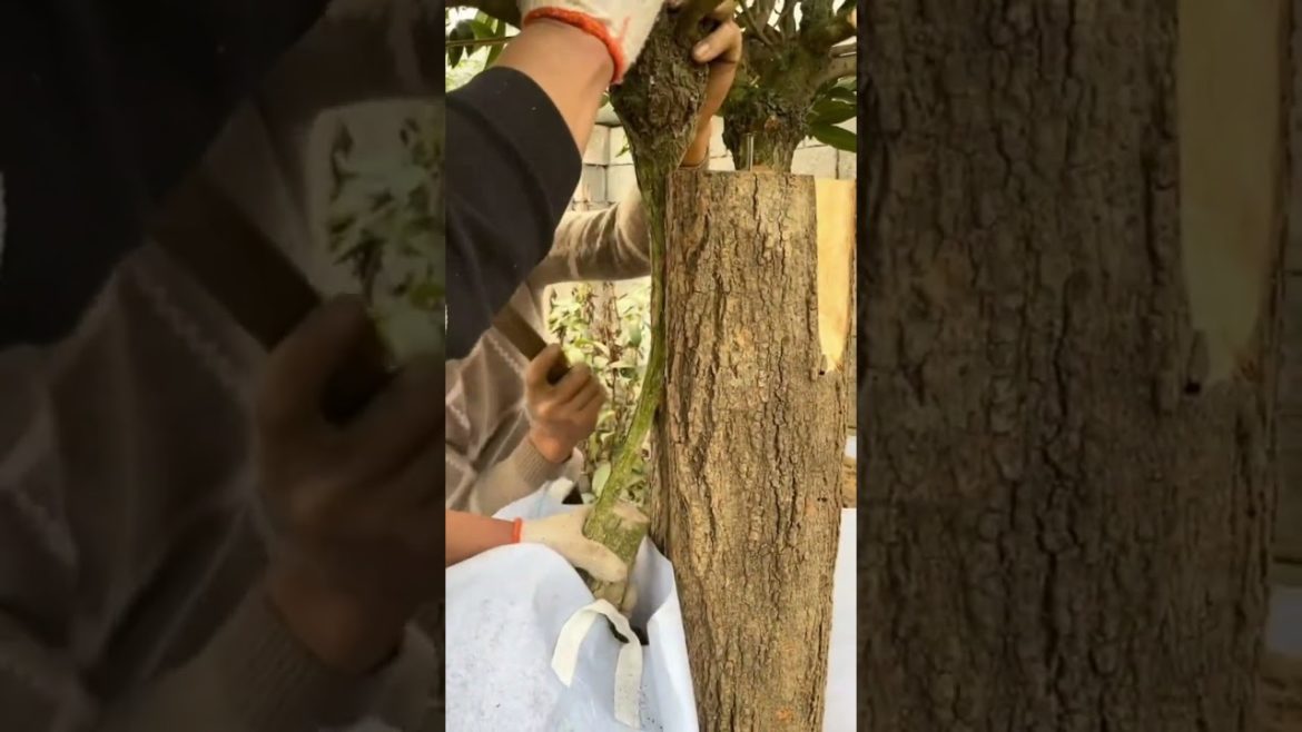 Tips Pairing sticky Straight two trunks together part68 #shorts #satisfying Tips Pairing sticky Straight two trunks together part68 #shorts #satisfying