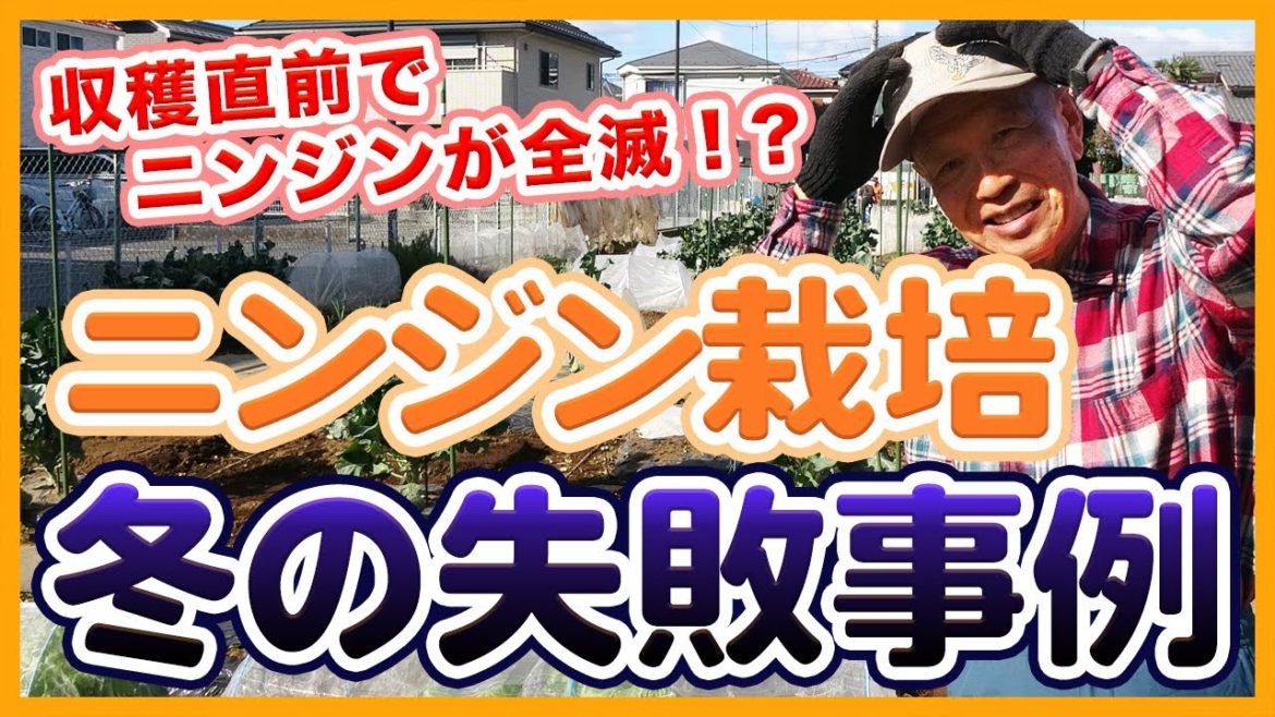 家庭菜園や農園のニンジン栽培が収穫直前で全滅！？冬にやってはいけない人参の失敗事例を徹底解説！【農家直伝】/Failure case of carrot cultivation in winter.