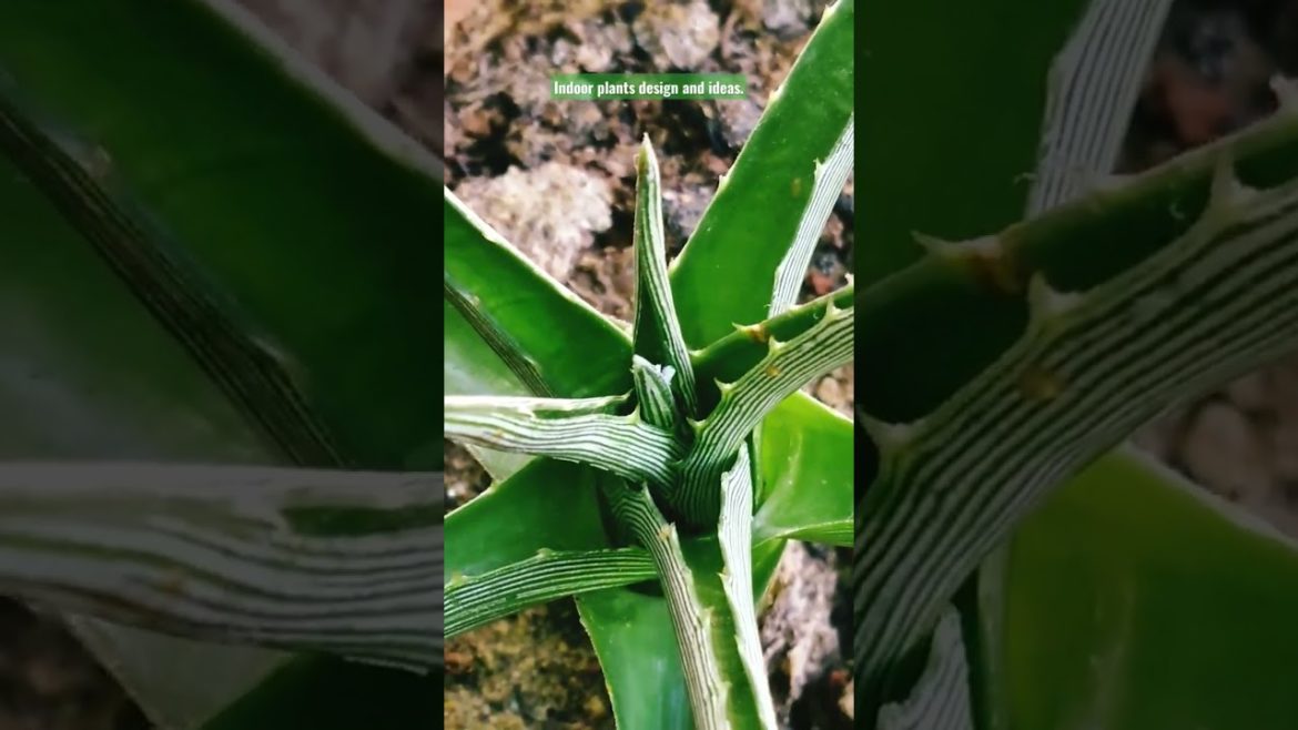 Indoor plants design and ideas. #viral #viralvideo #gardening #shorts #indoor . Indoor plants design and ideas. #viral #viralvideo #gardening #shorts #indoor .