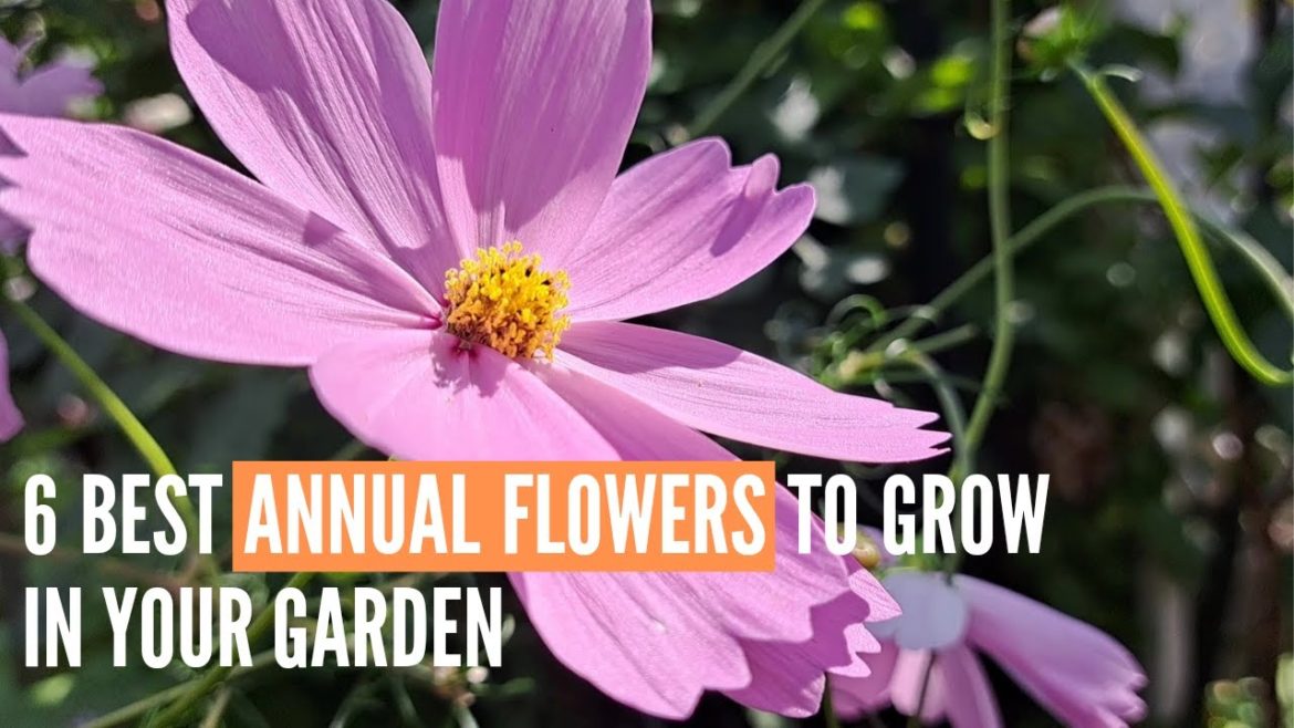 BEST ANNUAL FLOWERS TO GROW IN YOUR GARDEN #garden #annualflowers #backyardgardening #flowers #best