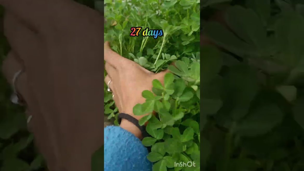 grow Fenugreek in waste pot or container/easy and fast growing crops grow Fenugreek in waste pot or container/easy and fast growing crops