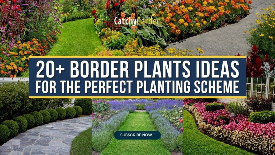 20+ Border Plants ideas for the perfect planting scheme 🌺🌿🌷