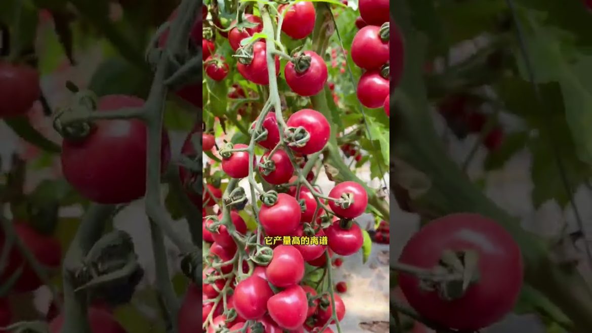 Episode 362 plant #shorts