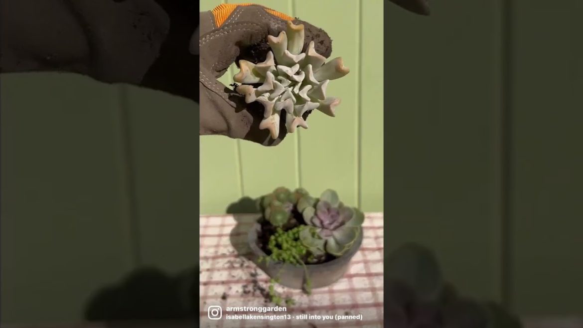 How To Make an Easy DIY Desert Succulent Garden in Less Than 2 Hours! How To Make an Easy DIY Desert Succulent Garden in Less Than 2 Hours!