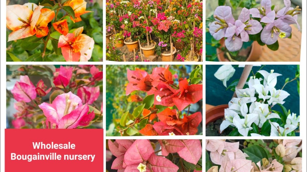 Wholesale Bougainville plant all india supply available Horticulture king kolkata 9038556677