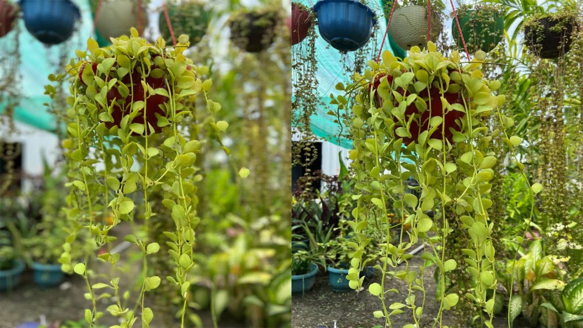 Growing Dischidia nummularia In Soil In Hanging PotGarden Tips.