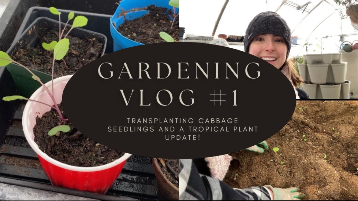 Gardening Vlog #1: Transplanting Cabbage Sprouts and Tropical Plant Update Gardening Vlog #1: Transplanting Cabbage Sprouts and Tropical Plant Update
