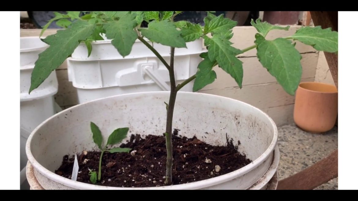 Garden tips / How to prune tomato plants/garden tips / টমেটো গাছের পরিচর্যা