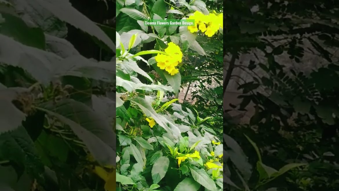 Tecoma Flowers Garden Design for all.#shorts #share  #viral #viralvideo #gardening #flowers Tecoma Flowers Garden Design for all.#shorts #share  #viral #viralvideo #gardening #flowers