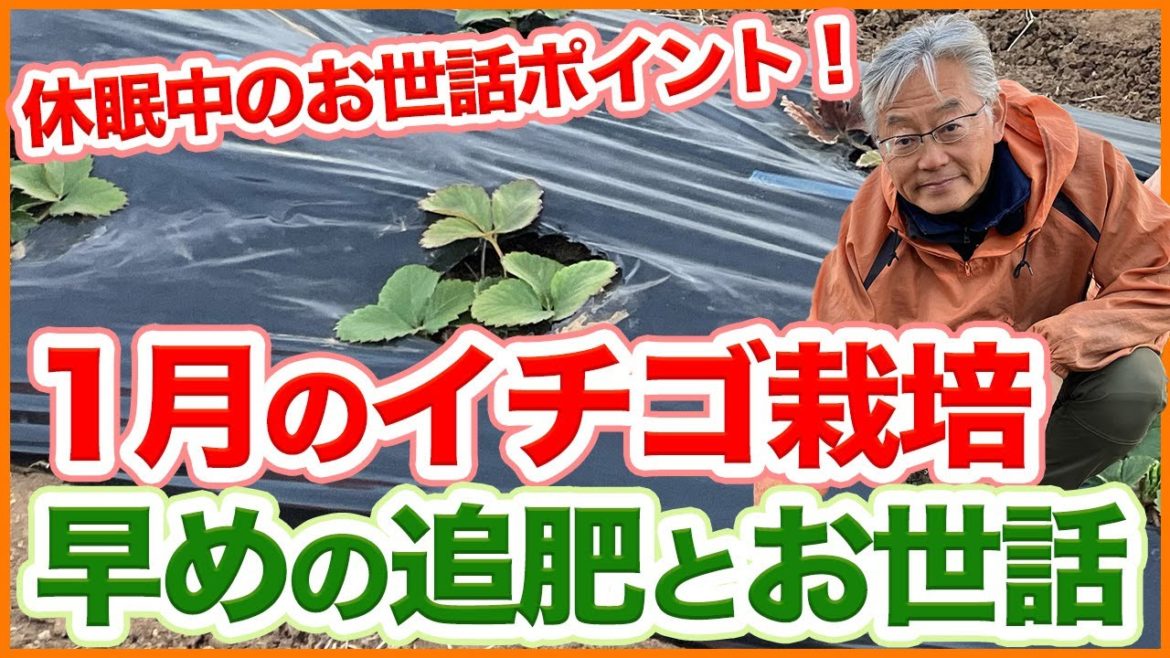 家庭菜園や農園のイチゴ栽培で1月は早めの追肥!休眠中にやるべきお世話ポイントを徹底解説!/Strawberry cultivation tips from a Japanese farmer. 家庭菜園や農園のイチゴ栽培で1月は早めの追肥!休眠中にやるべきお世話ポイントを徹底解説!/Strawberry cultivation tips from a Japanese farmer.