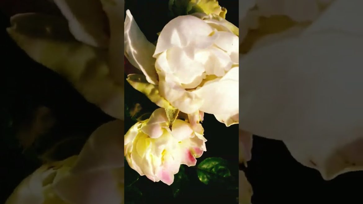 Rose is a queen of  flowers.It's rooftop garden design.#shorts #viralvideo#gardening  #viral#flowers