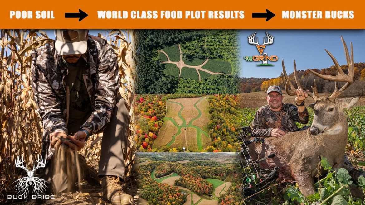 Poor Soil to World Class Food Plot Results to Monster Bucks