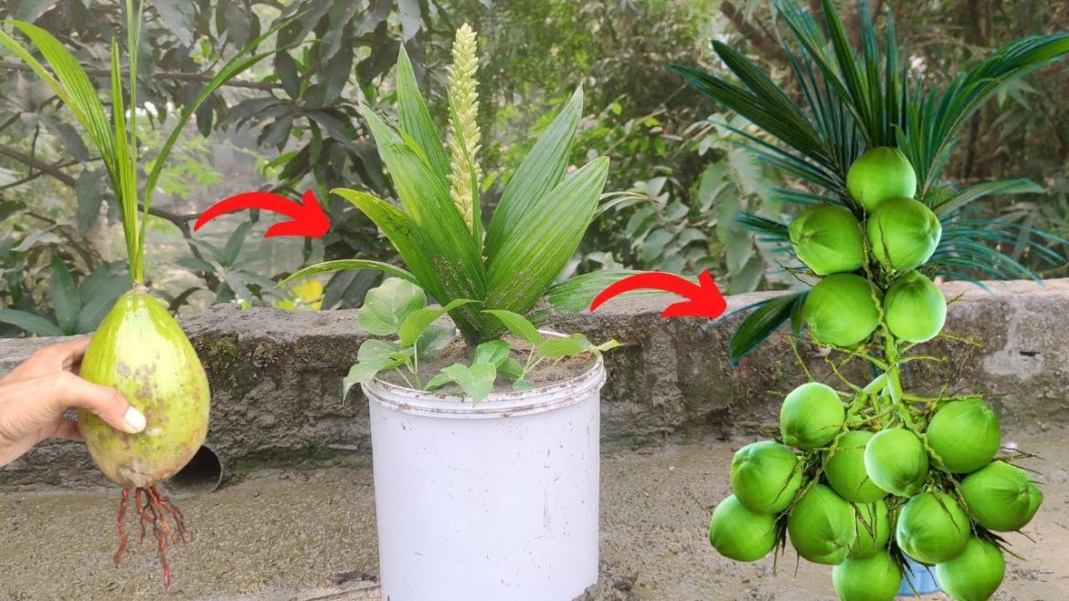 Cool Method Grow Coconut tree || fast growing tips || Coconut tree