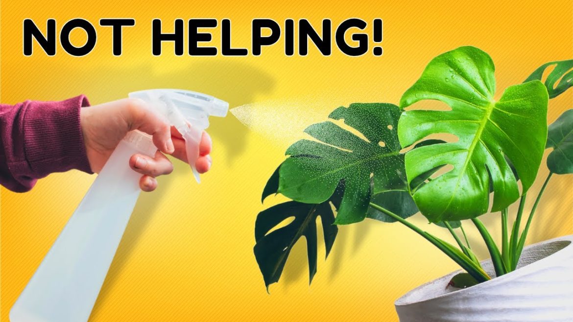 Busting 12 Houseplant Myths in 10 Minutes