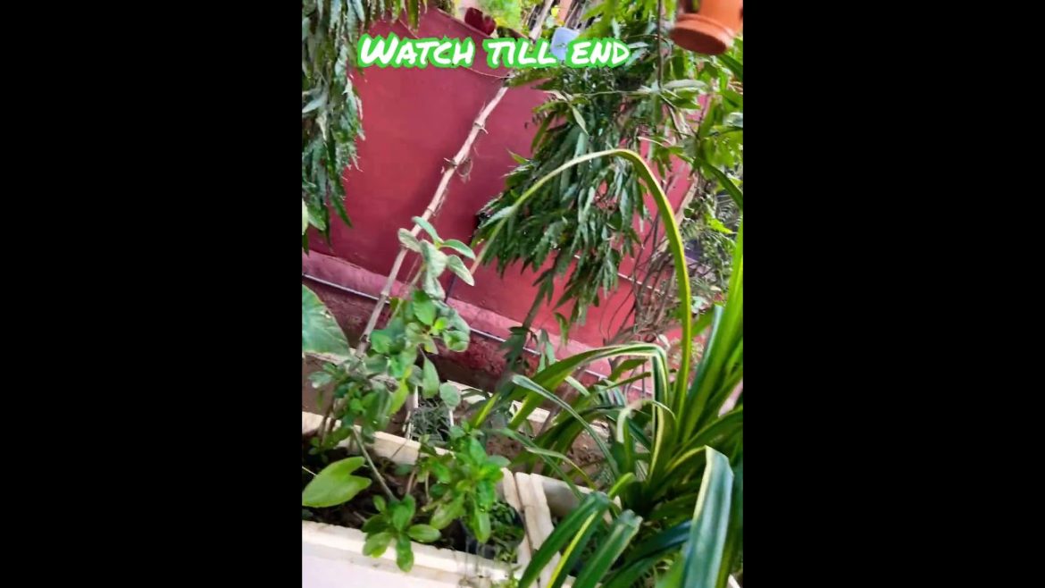 Trending shorts #trending #shorts #shortsfeed #viral #nature @souravjoshivlogs7028 @HRCHogar