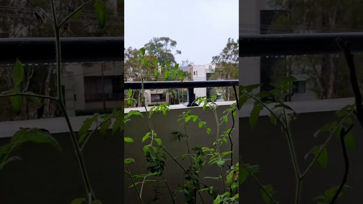 Balcony garden 😍 | Reveling our home grown tomato 🍅  #sydney #parramatta #tomato #garden #balcony