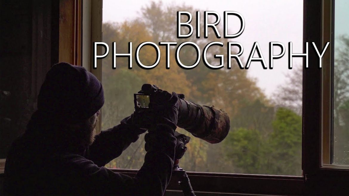 BIRDPHOTOGRAPHY from the window| Phototraps & new projects for 2023| Happy birthday channel! BIRDPHOTOGRAPHY from the window| Phototraps & new projects for 2023| Happy birthday channel!
