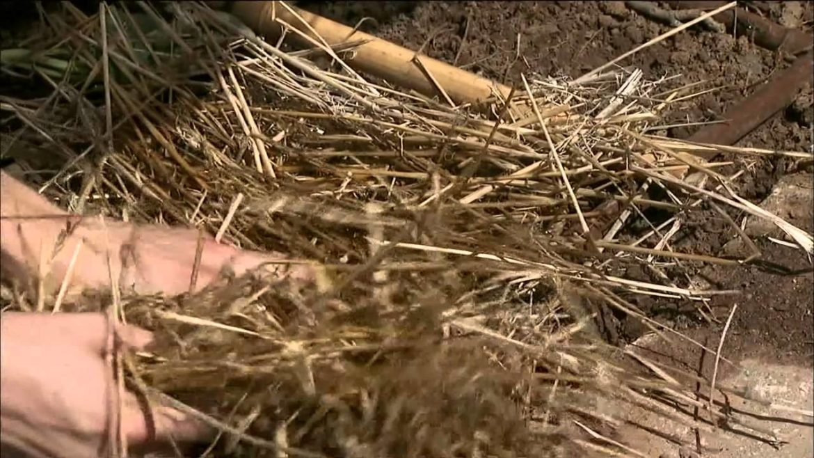 Fall Vegetable Gardening