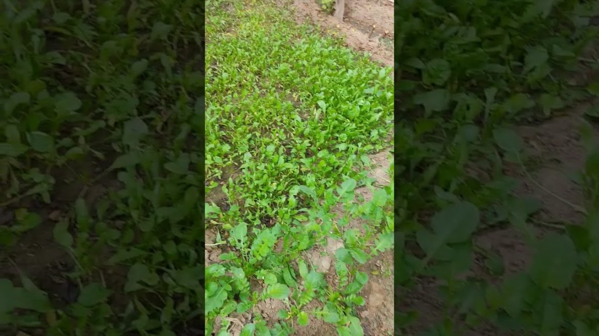 kitchen Gardening l veggies garden l vegetables #shortfeeds