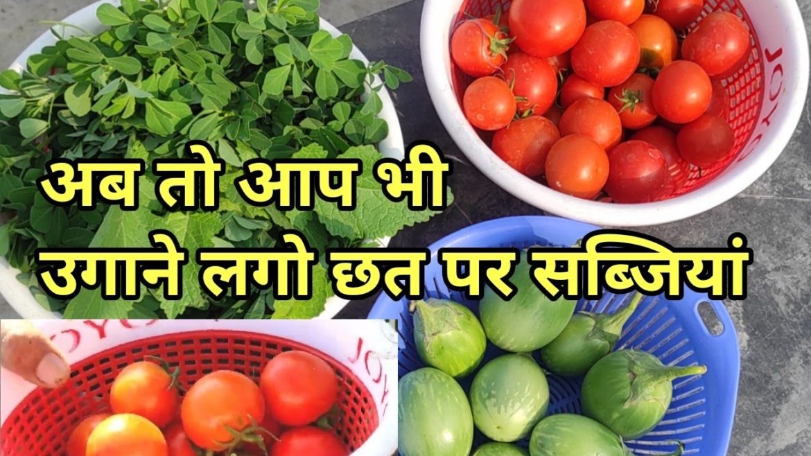 harvesting and garden tips